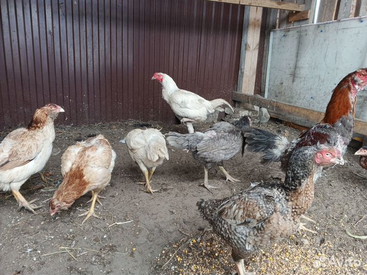 Соберу под заказ яйца