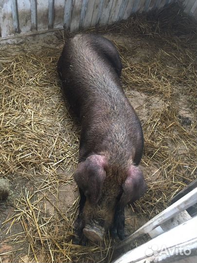 Услуги хряка