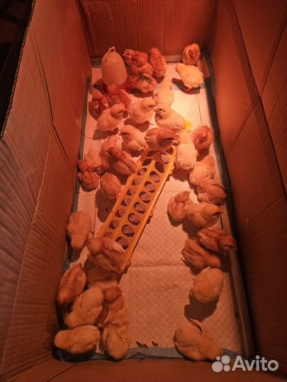 Цыплята ломан браун и хайсекс браун