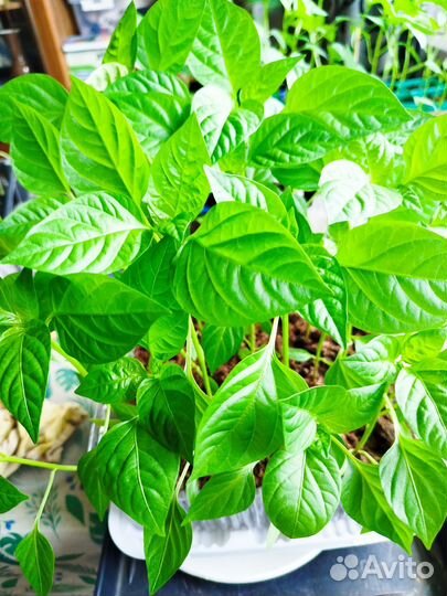 Рассада помидор и перцев