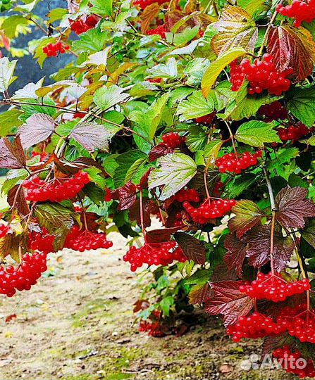 Саженцы Калины