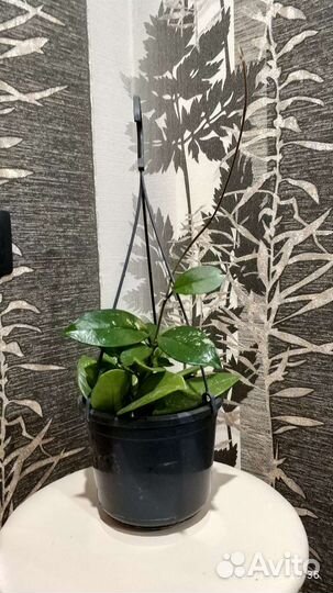 Восковой плющ Хойя