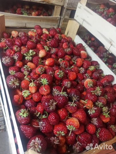 Клубника, малина, смородина ящиками