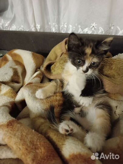 Кошка в дар