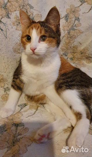 Кошечка-трёхцветка Маруся