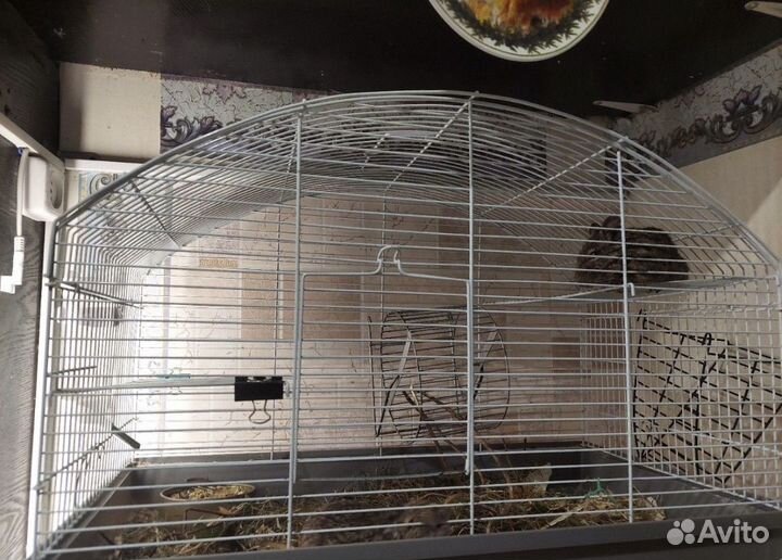 Белочки дегу с клеткой