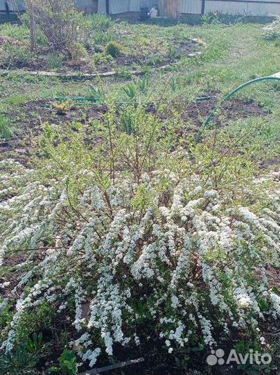 Декоративные кустарники и цветы