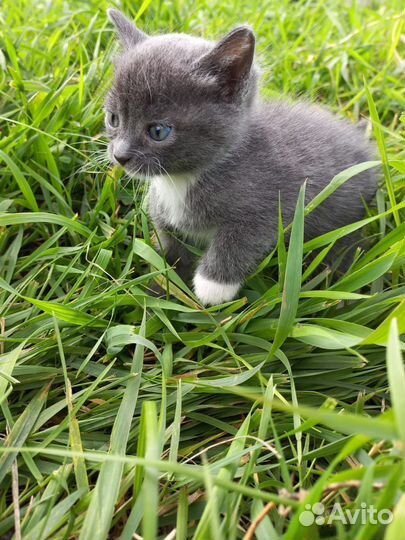 Котята