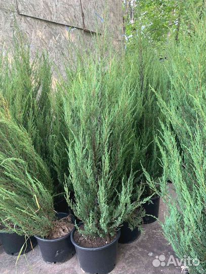 Можжевельник скальный Блю Эрроу ком