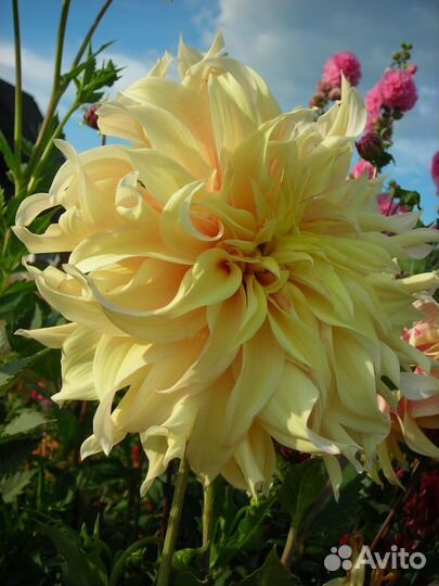 Делёнки георгин