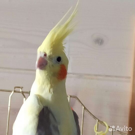 Попугай корелла с клеткой