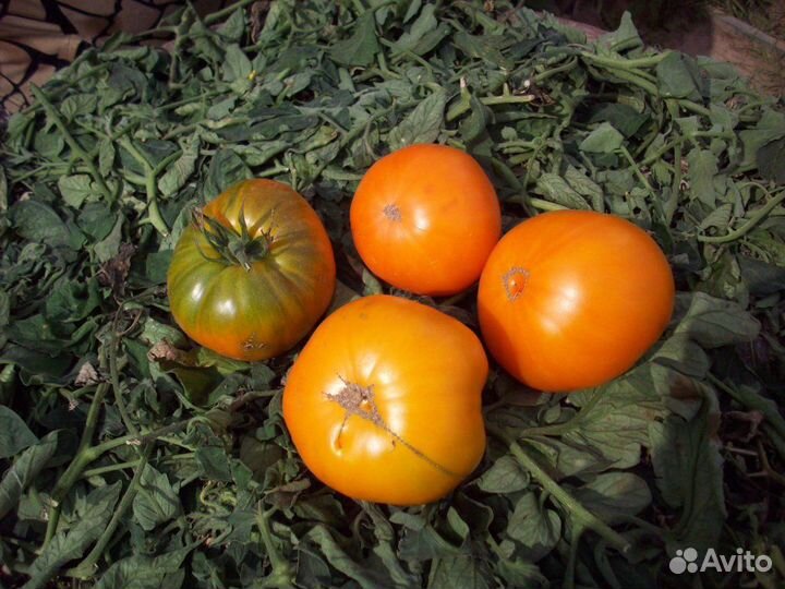 Семена коллекционных сортов томатов