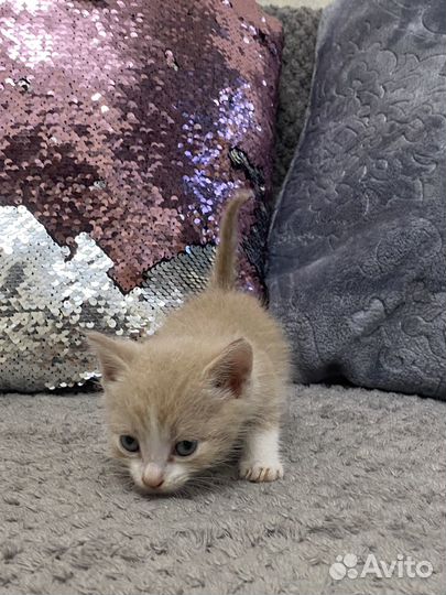 Котята