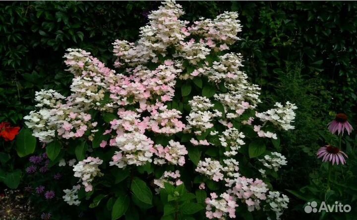 Гортензия и много разных растений и чайных