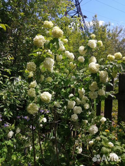 Калина бульденеж