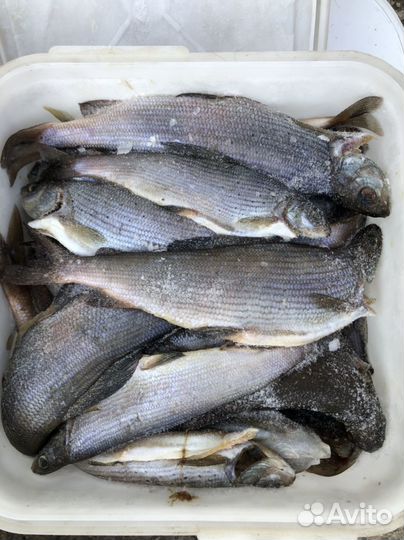 Хариус оптом
