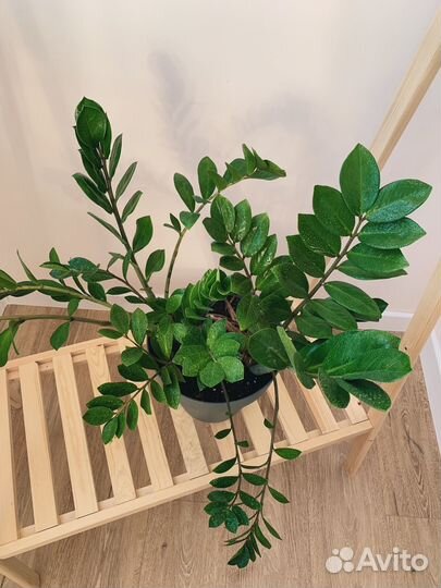 Комнатные растения