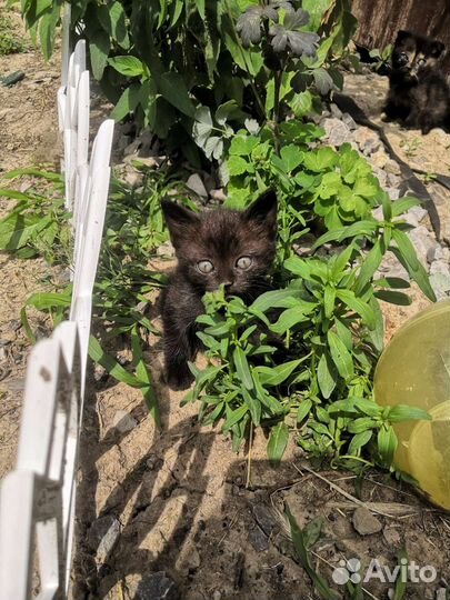 Кошка в дар бесплатно