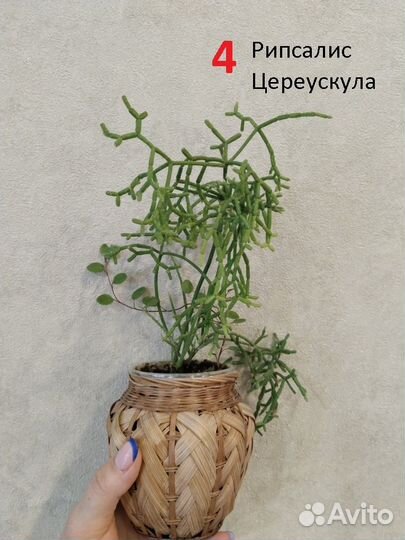 Комнатные растения