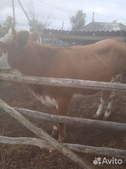 Тёлка годовалая от молочной коровы