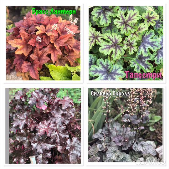 Гейхеры, Лилейники, Ирисы