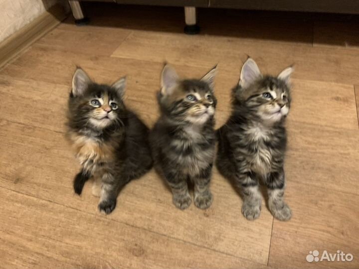 Котята мейн-кун