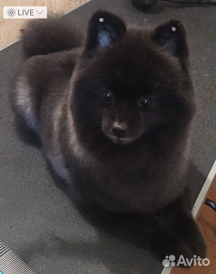 Груминг. Стрижка собак и кошек