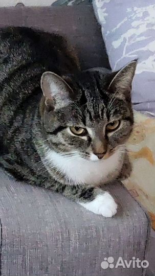 Вязка кошек бесплатно