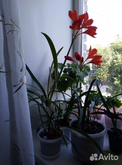 Гиппиаструм(амариллис)