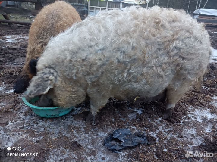Поросята венгерской мангалицы