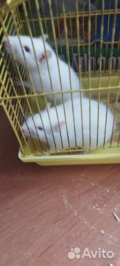 Белые крысы