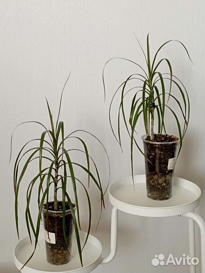 Спатифиллум. Драцена