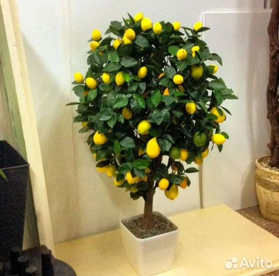 Растения, деревья