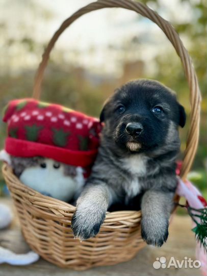 Щенок Мальчик бесплатно