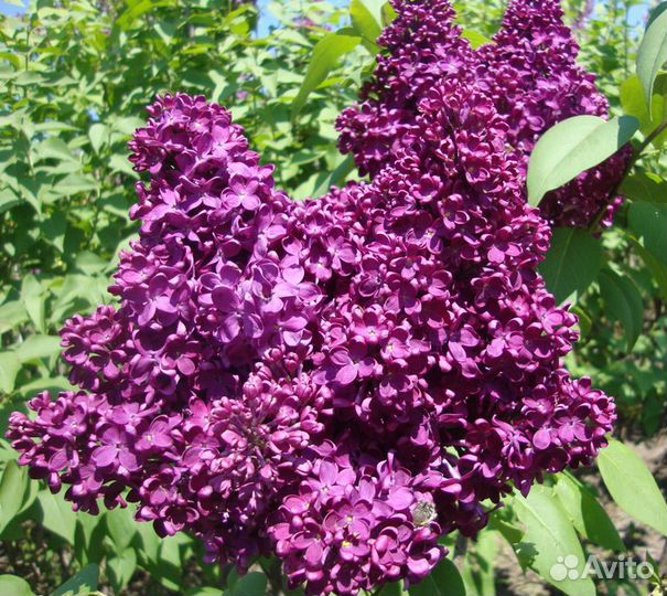 Саженец сирени 