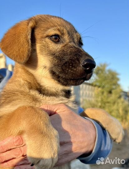 Щенок в добрые руки