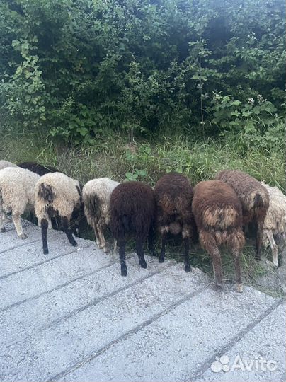 Бараны курдючные