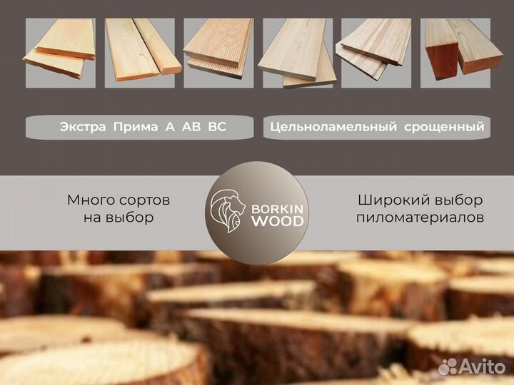 Планкен прямой лиственница