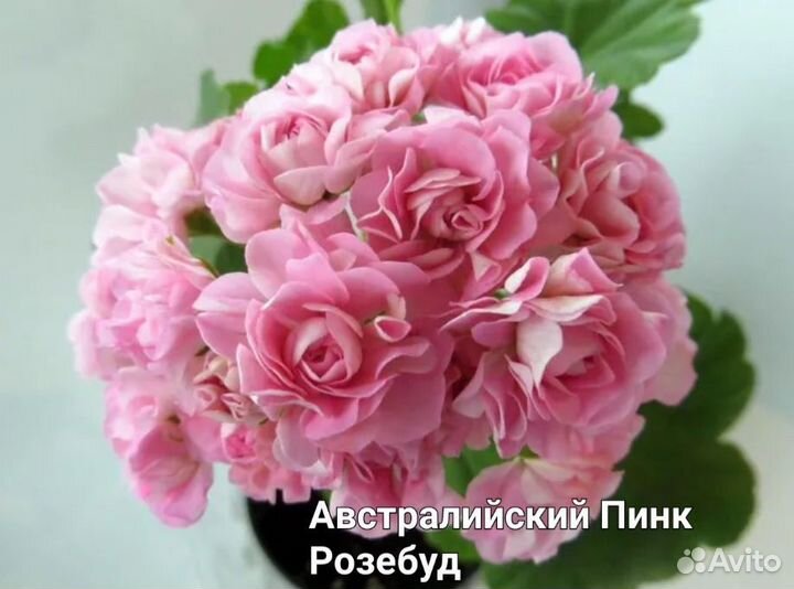 Пеларгонии сортовые (герани)