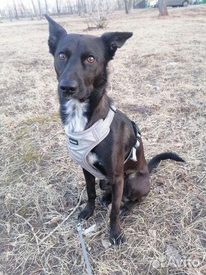 Маленькая собака