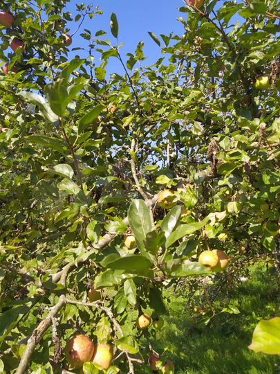 Участок 15 сот. (ИЖС)