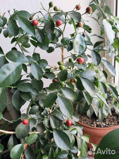 Муррайя (мурая), косточки (семена)