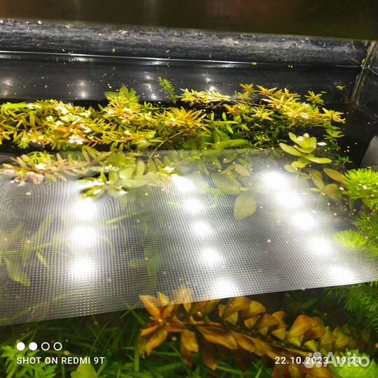 Набор растений для аквариума