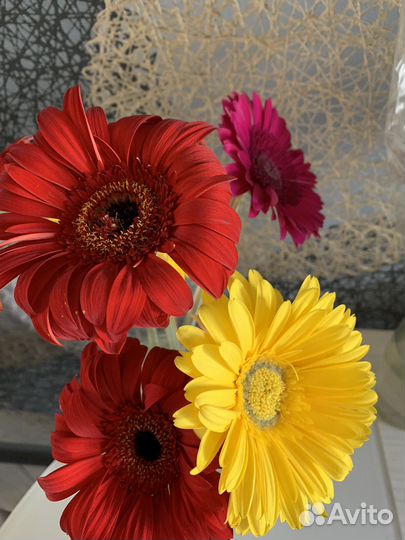 Гербера комнатная