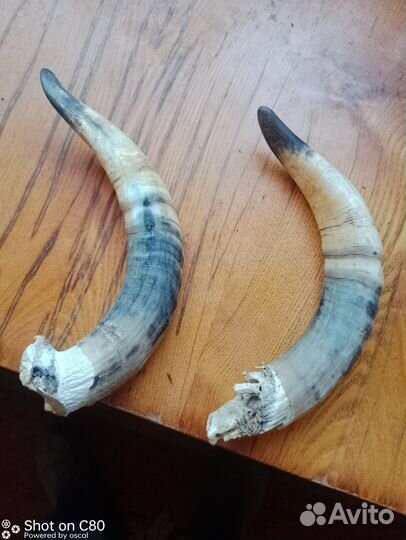 Рога коровы