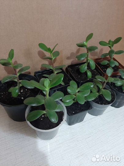 Толстянка денежное дерево