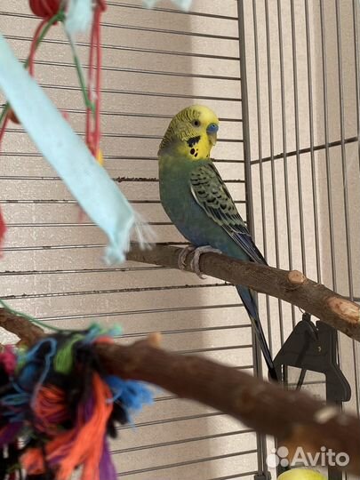 Два волнистых попугая с клеткой