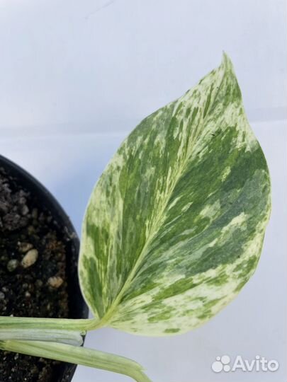 Эпипремнум Марбл Квин (Epipremnum Marble Queen)