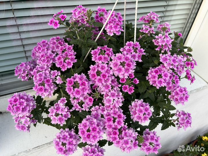 Вербена вегетативная осень