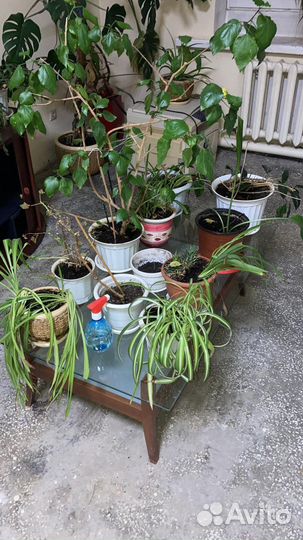 Цветы в ассортименте